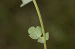 Bird's-foot trefoil